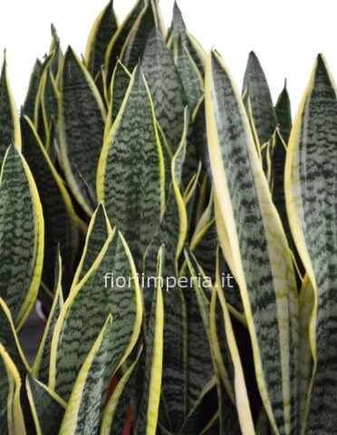 Pianta di sansevieria