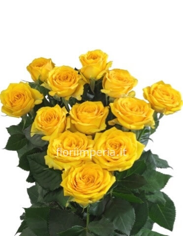 Rose gialle a steli (minimo3)