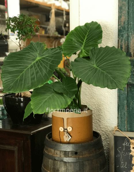 Pianta verde Alocasia