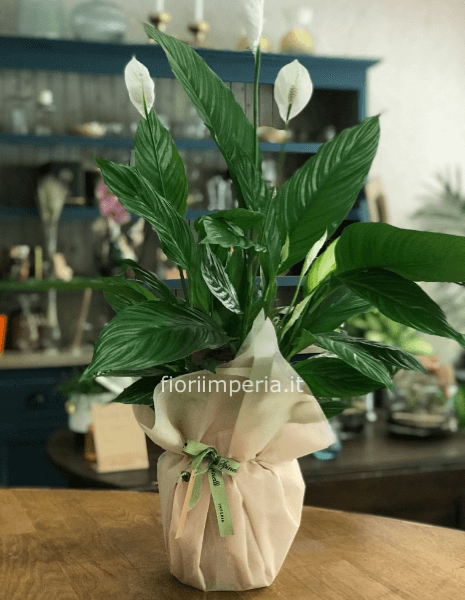 Spathiphyllum