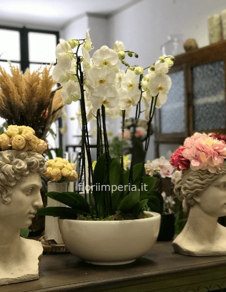 Orchidee Phaleonopsis