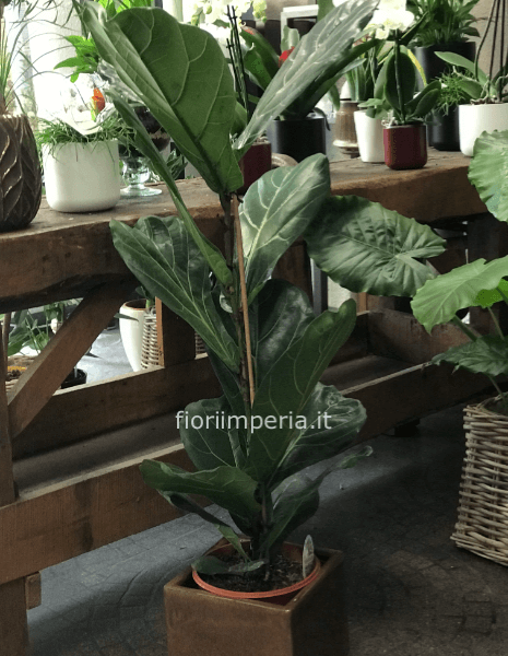 Ficus Lyrata