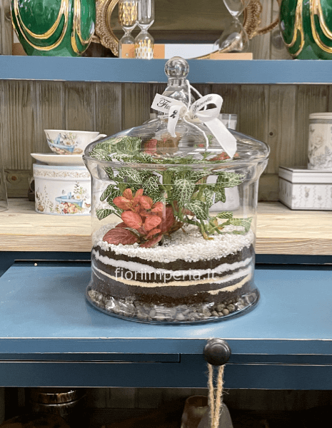 Terrarium in vetro con piante verdi e miste » Consegna fiori a