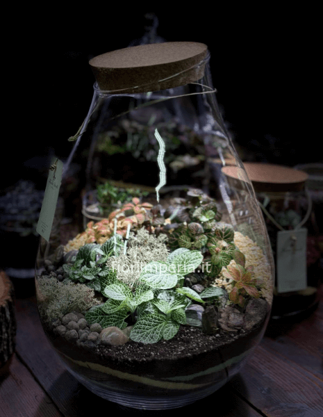 Terrarium