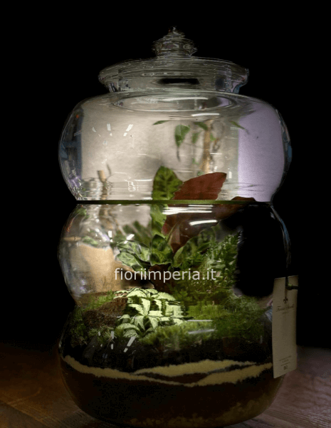 Terrarium Grande